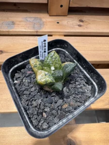 Ariocarpus fissuratus 'Godzilla' Variegated (Specimen C)