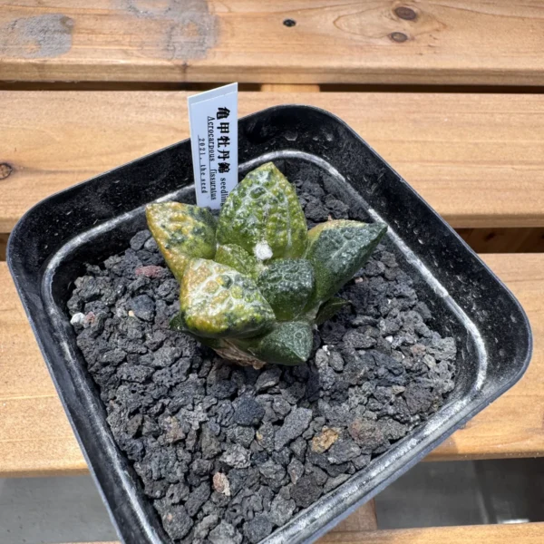 Ariocarpus fissuratus godzilla variegated seed grown specimen viewed from above