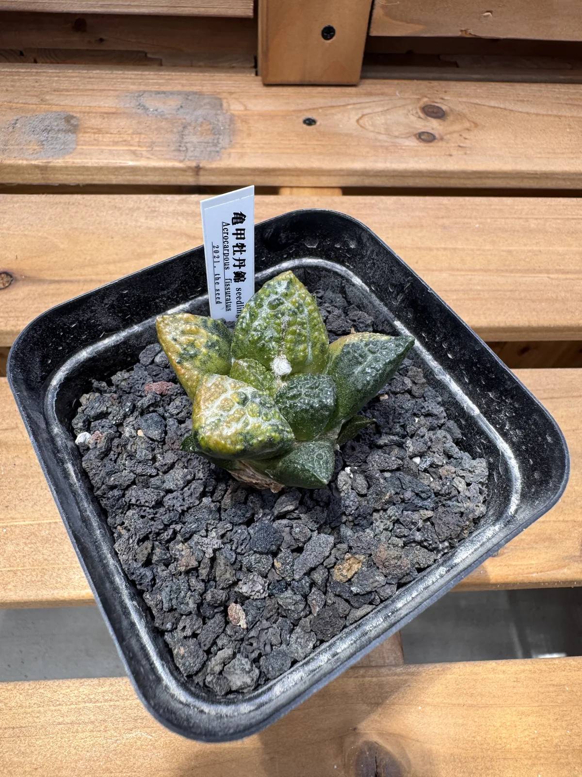 Ariocarpus fissuratus godzilla variegated seed grown specimen viewed from above