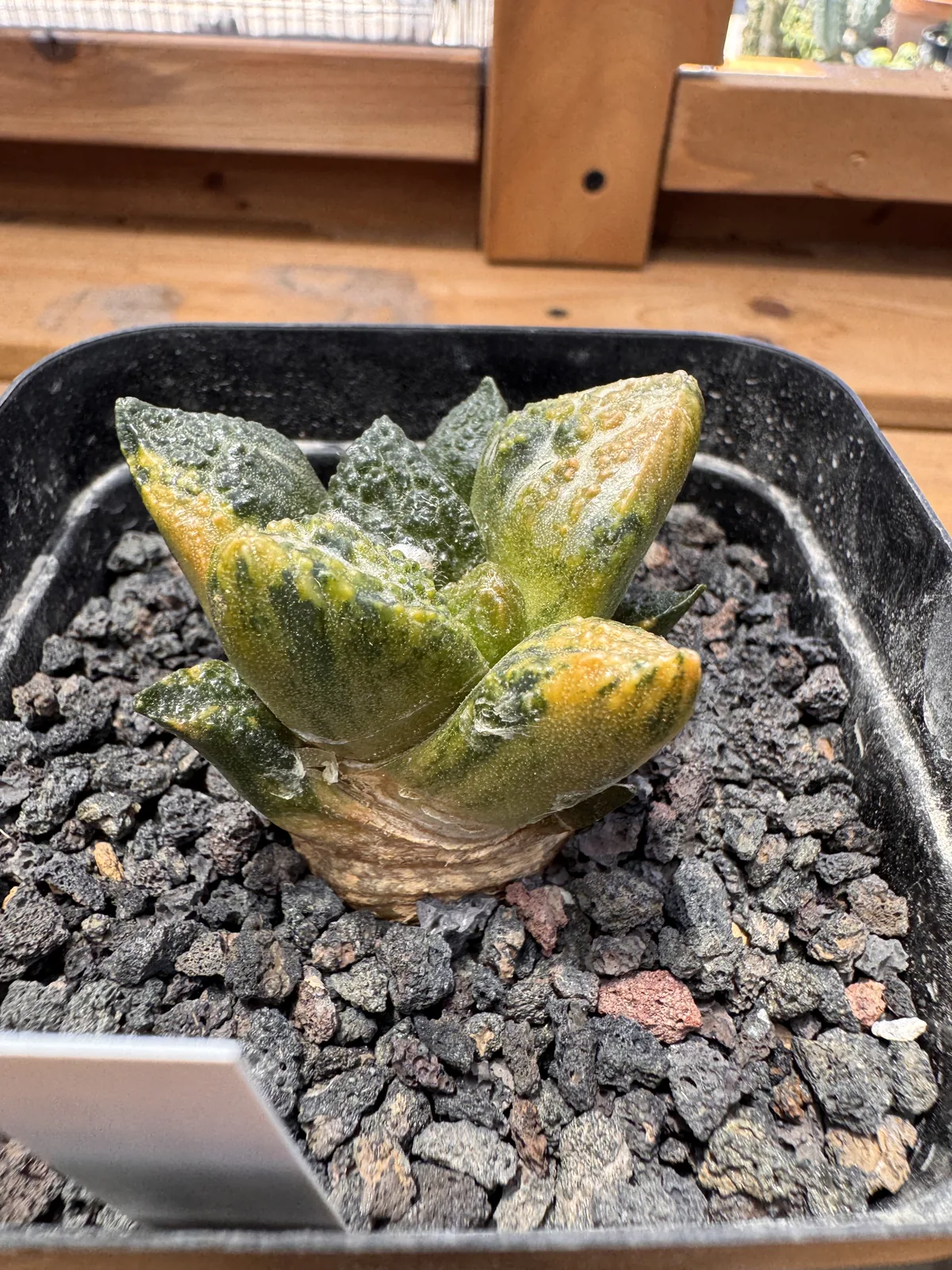 Ariocarpus fissuratus godzilla variegated seed grown specimen cream and coral variegation detail
