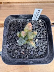 Ariocarpus fissuratus 'Godzilla' Variegated (Specimen A)