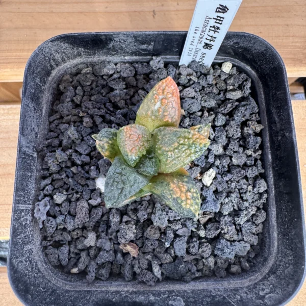 Ariocarpus fissuratus Godzilla variegated Specimen A seed grown viewed from above