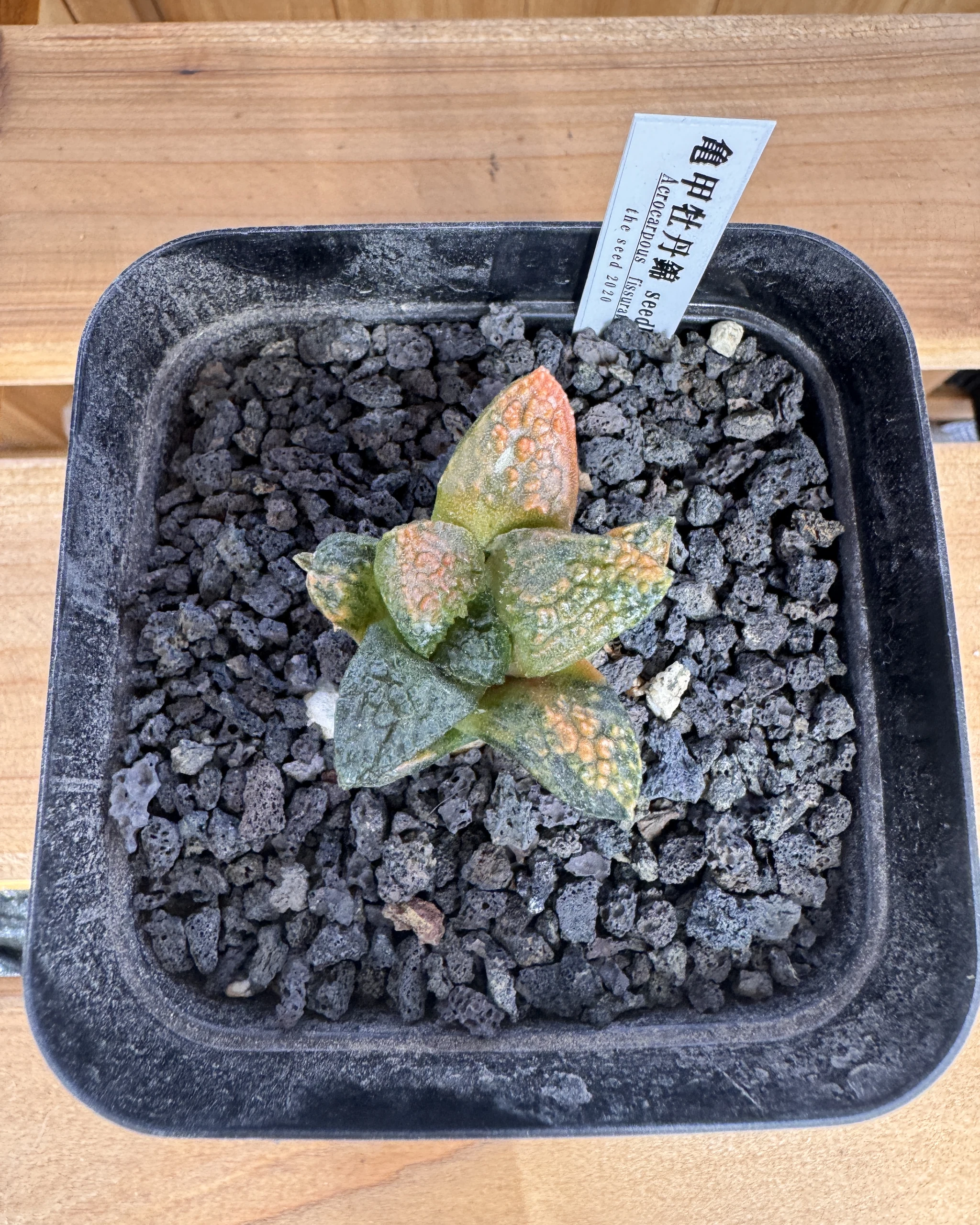 Ariocarpus fissuratus Godzilla variegated Specimen A seed grown viewed from above