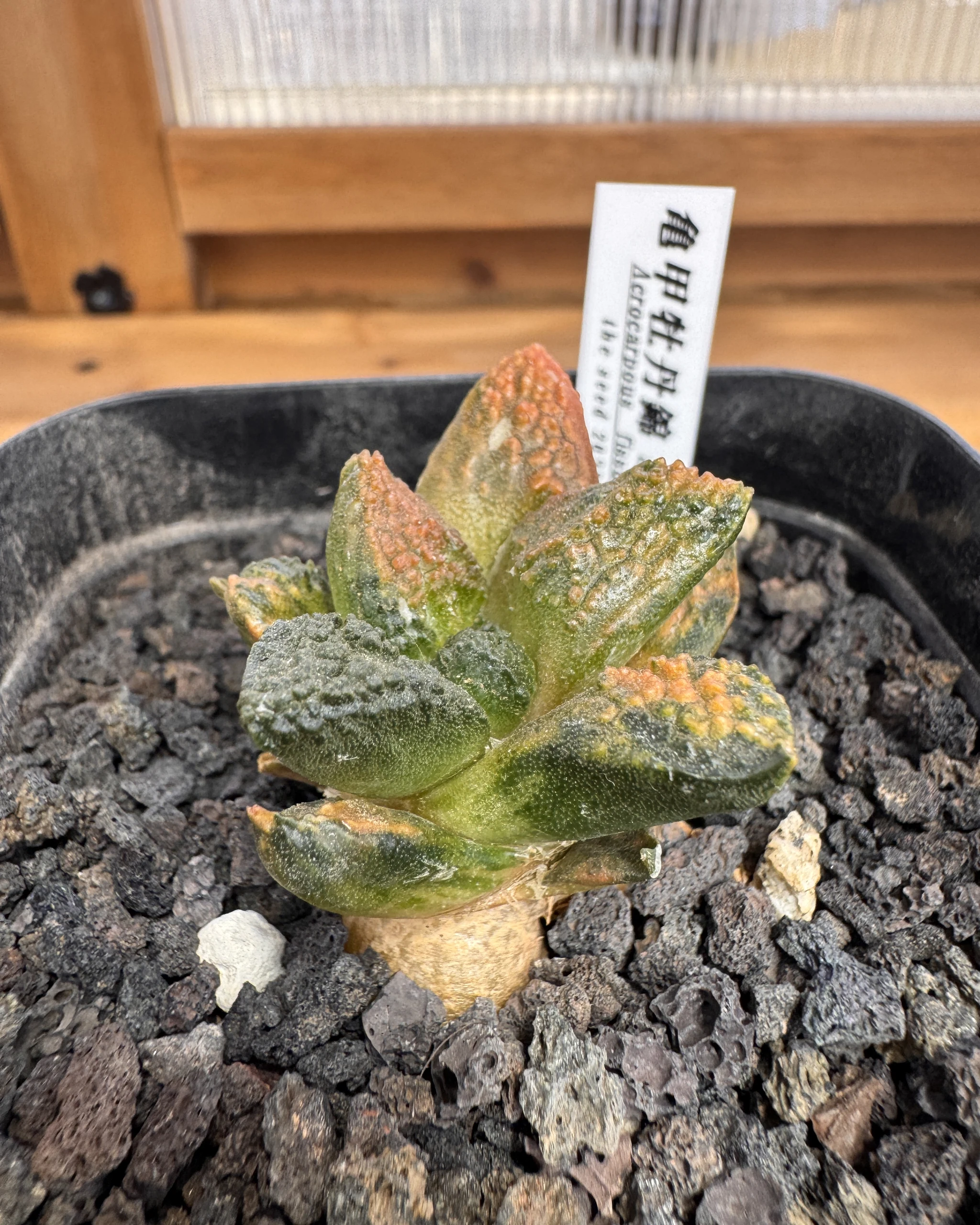 Ariocarpus fissuratus Godzilla variegated Specimen A side profile showing body