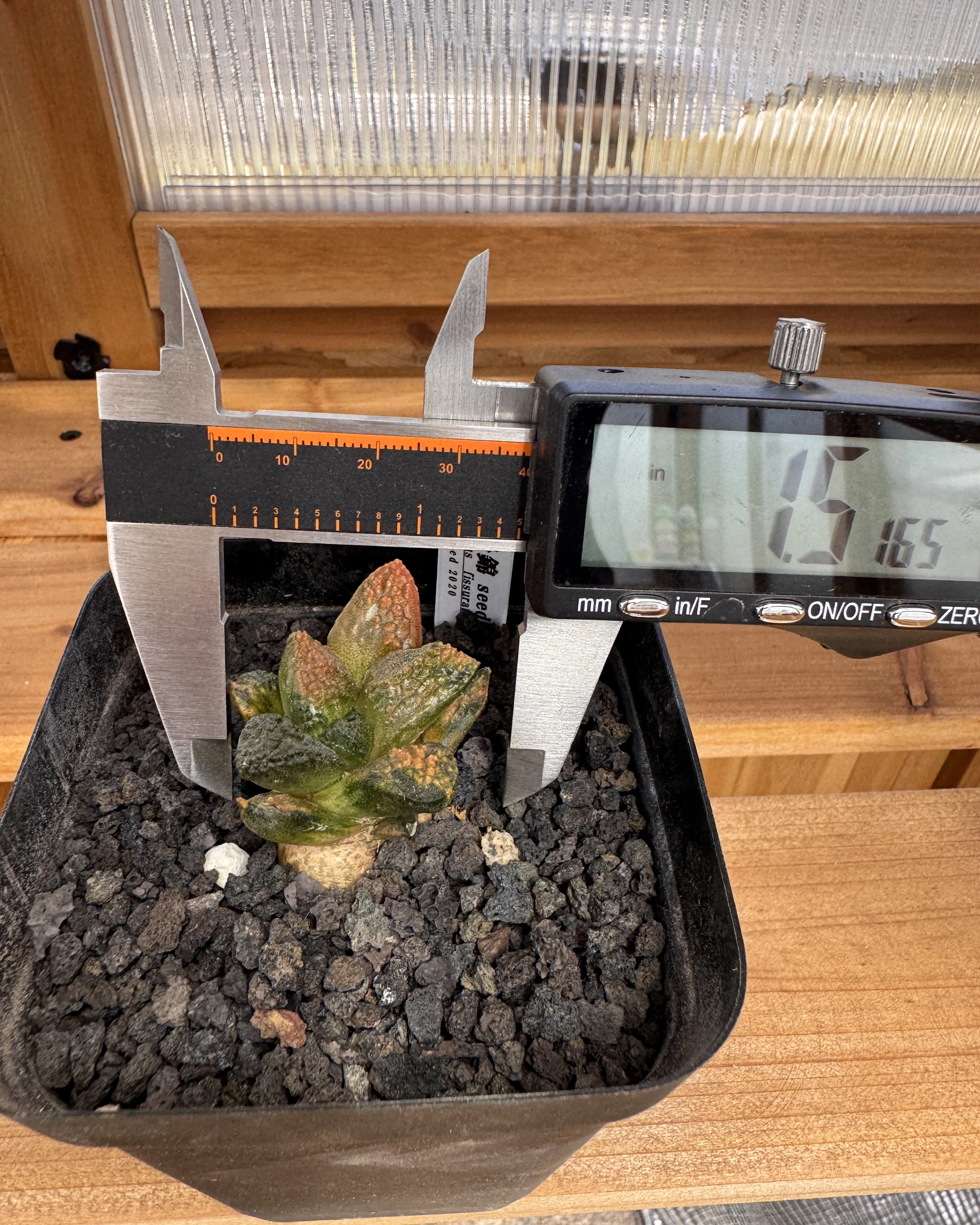 Ariocarpus fissuratus Godzilla variegated Specimen A measured with calipers