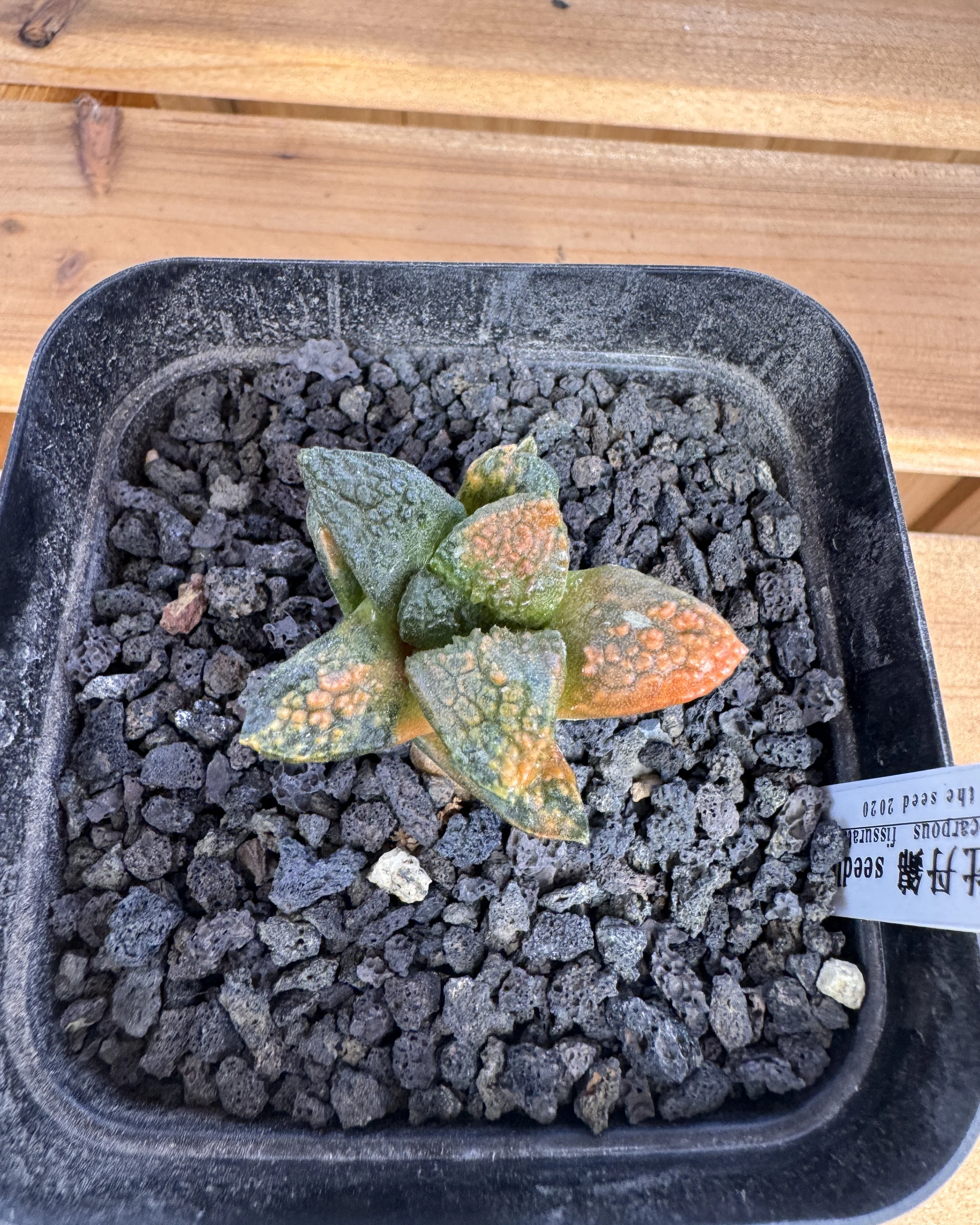 Ariocarpus fissuratus Godzilla variegated Specimen A variegated tubercles from above