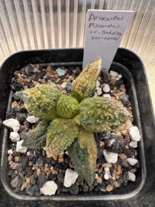 Ariocarpus fissuratus 'Godzilla' Variegated (Specimen B)