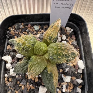 Ariocarpus fissuratus godzilla variegated seed grown specimen B from above