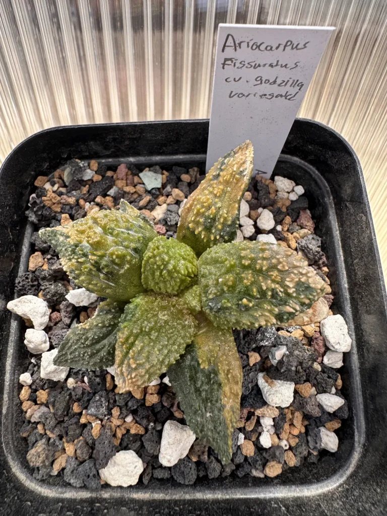 Ariocarpus fissuratus 'Godzilla' Variegated (Specimen B)