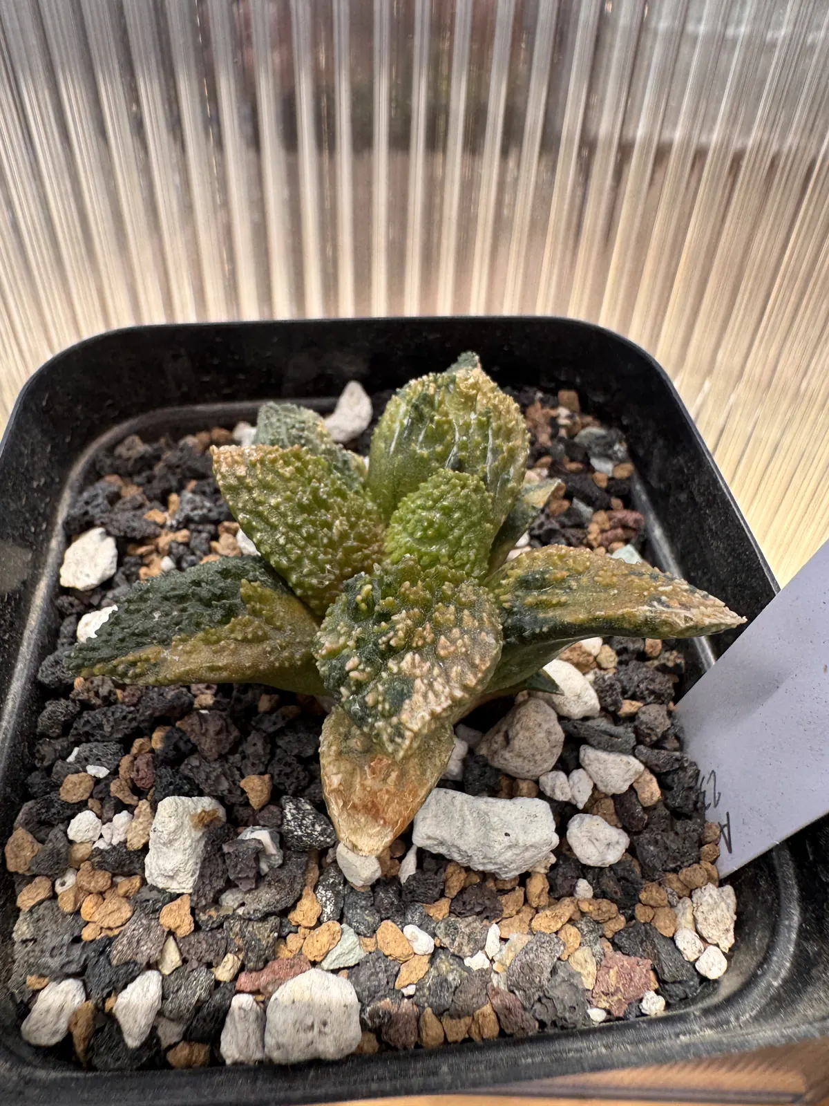 Ariocarpus fissuratus Godzilla Variegated angled view of the tuberculate rosette
