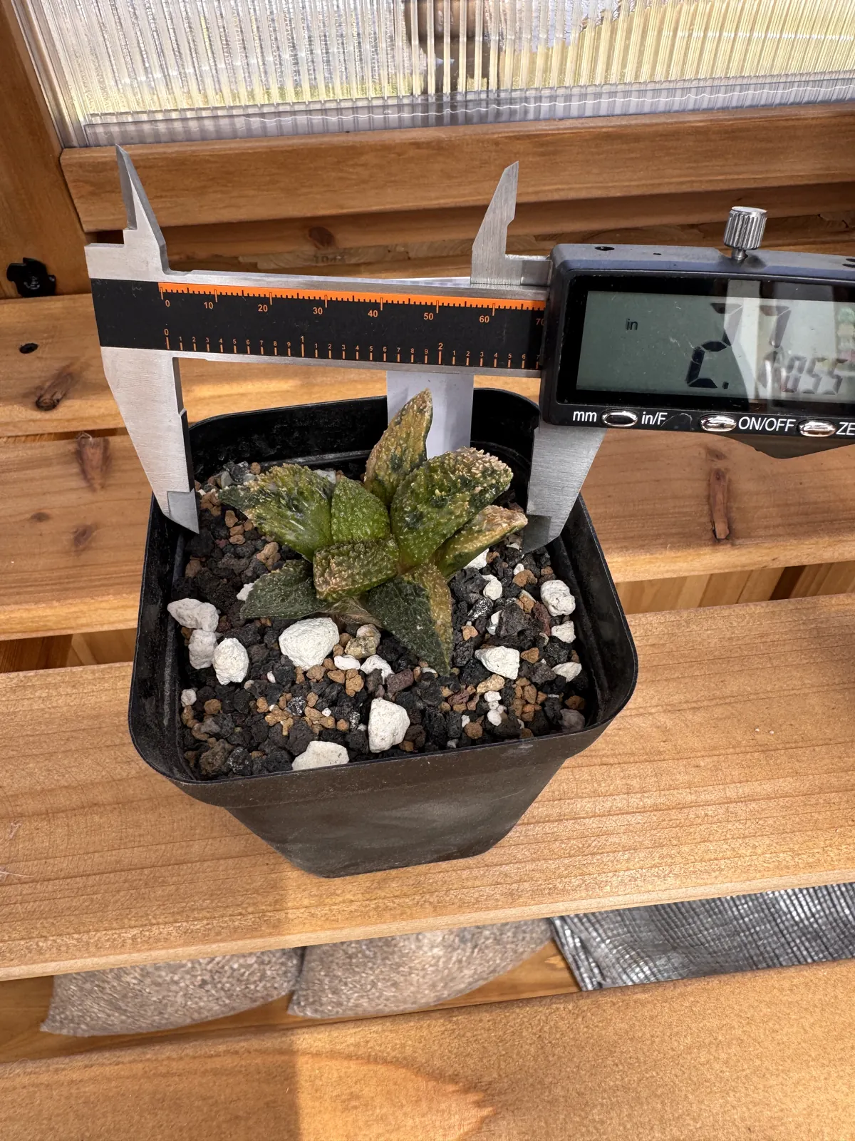 Ariocarpus fissuratus Godzilla Variegated measured at 2.7 inches with calipers