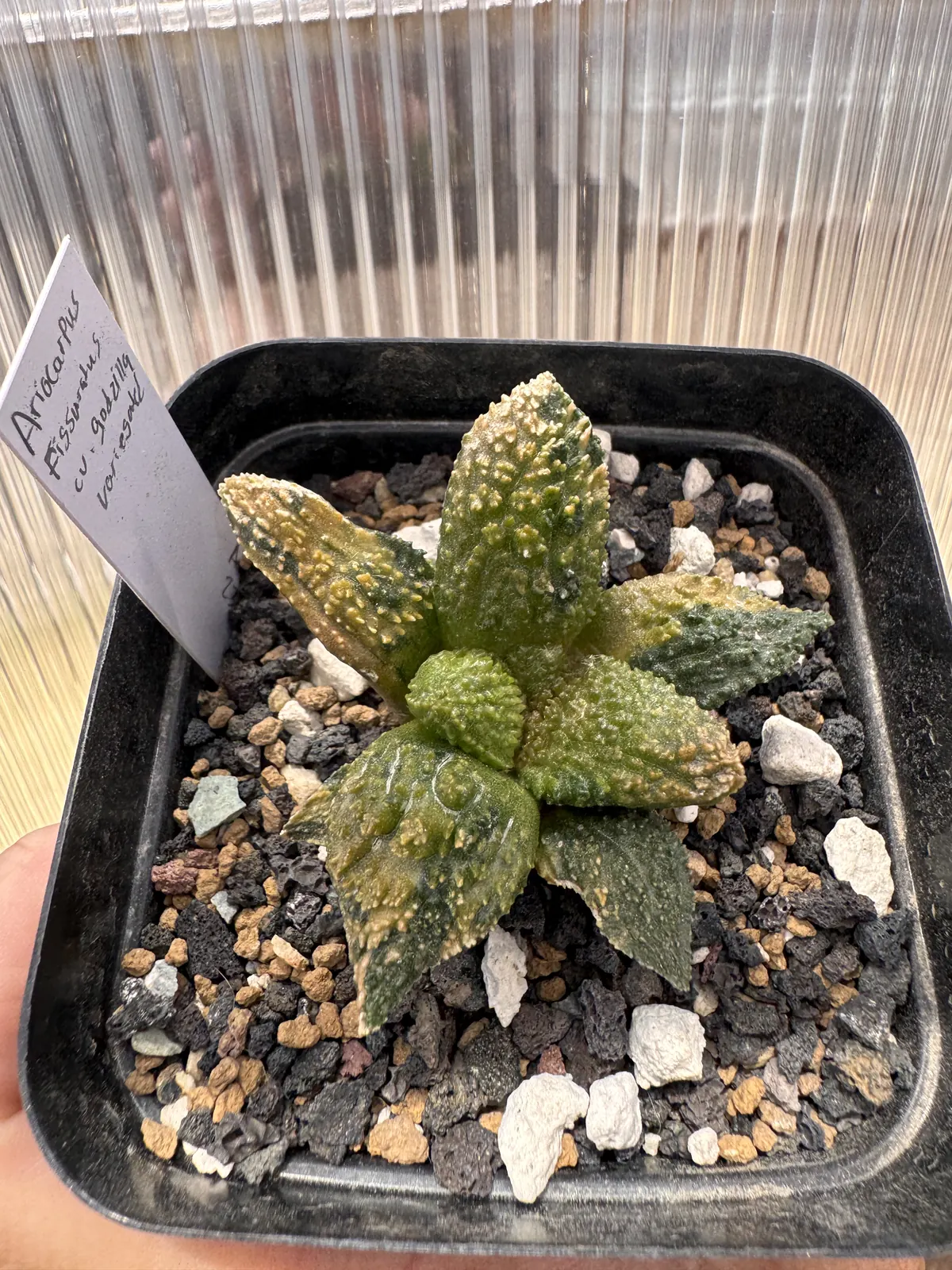 Ariocarpus fissuratus Godzilla Variegated top view showing cream and orange variegation