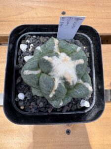Ariocarpus fissuratus subsp. lloydii