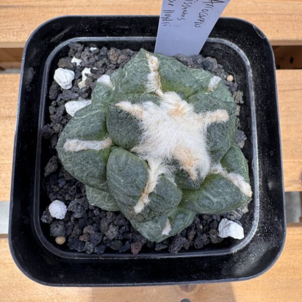 Ariocarpus fissuratus lloydii seed grown specimen viewed from above with plant label