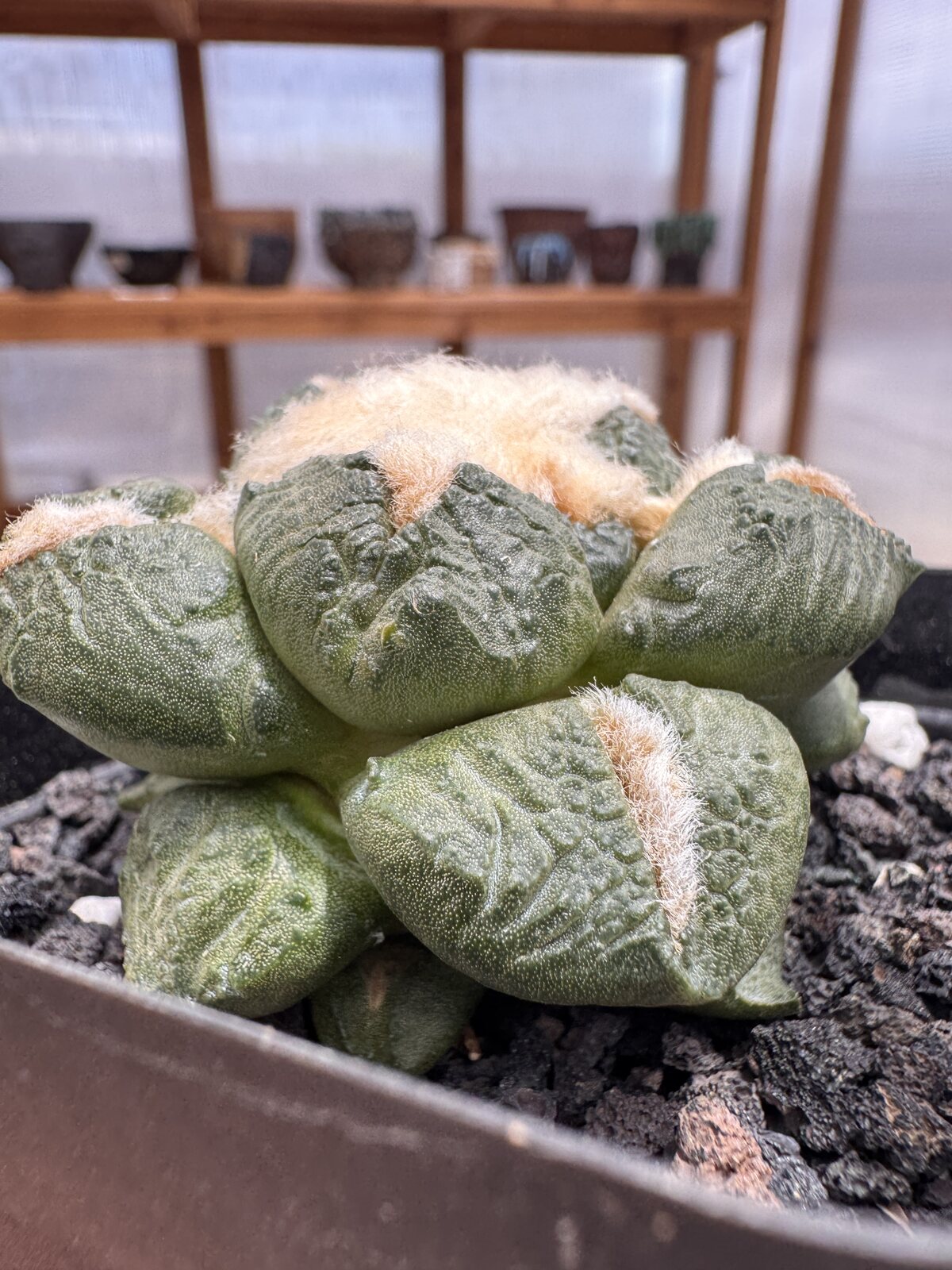 Ariocarpus fissuratus lloydii deeply fissured tubercle surface and crown wool detail