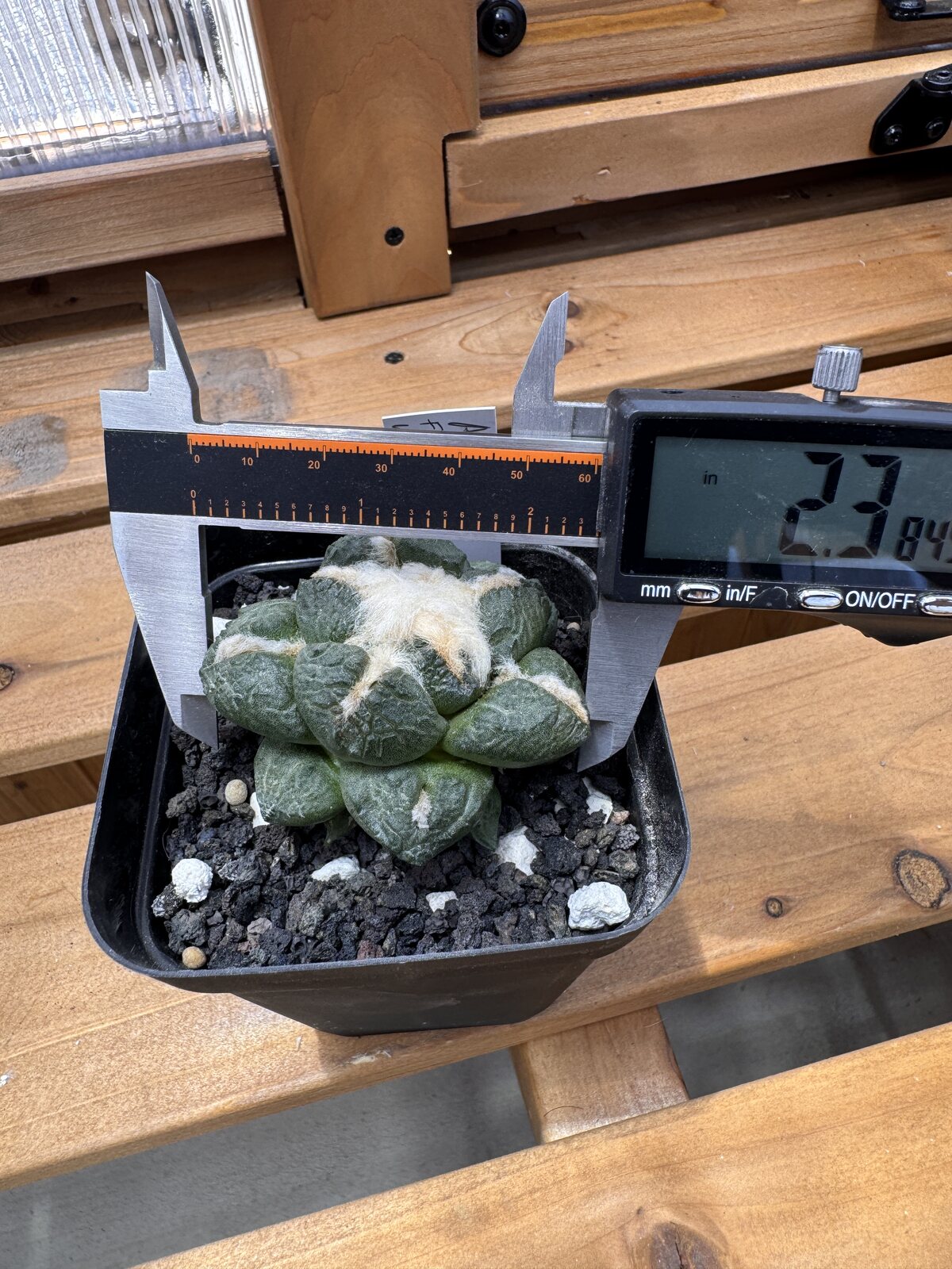 Ariocarpus fissuratus lloydii seed grown specimen measured at 2.3 inches with calipers