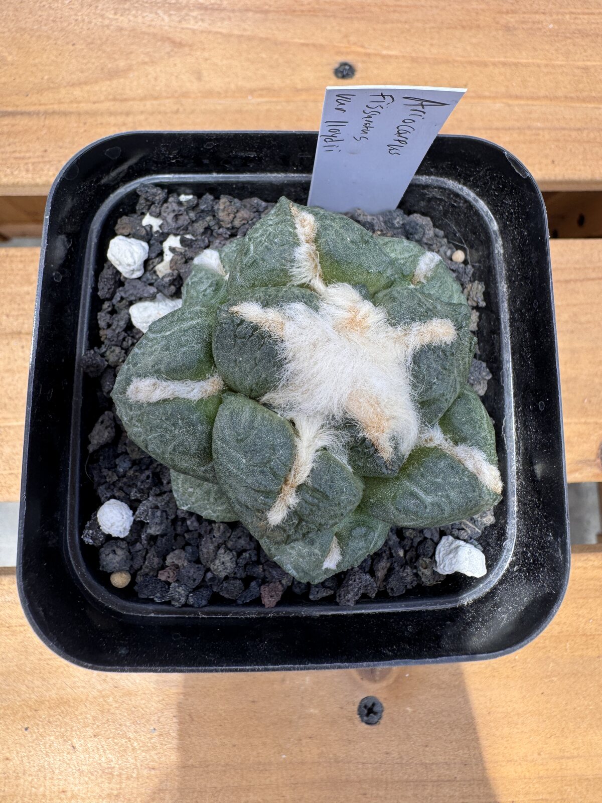 Ariocarpus fissuratus lloydii seed grown specimen viewed from above with plant label