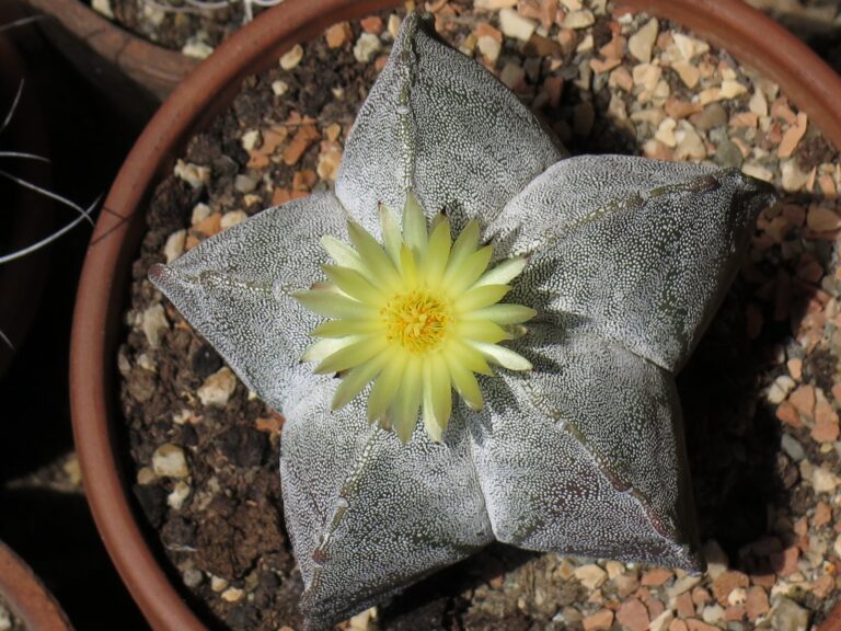 Astrophytum Care: Growing the Star Cactus