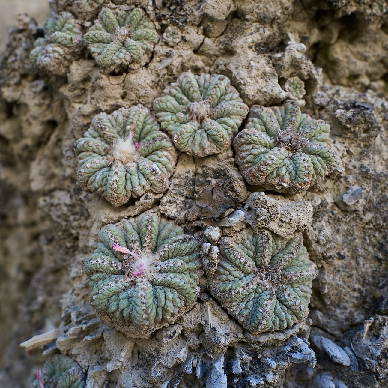 Aztekium ritteri growing wild in a tight cluster on a near-vertical gypsum wall at Rayones, Nuevo León, the corrugated grey-green bodies wedged into the rock.