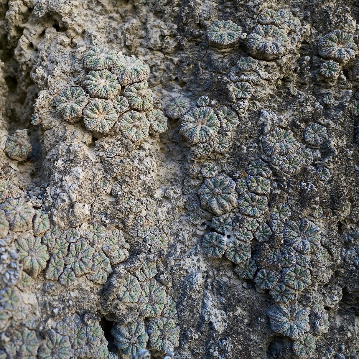 A colony of Aztekium ritteri rooted in clay-filled crevices of a Rayones canyon wall, the small ribbed bodies sitting flush with the eroded gypsum surface.