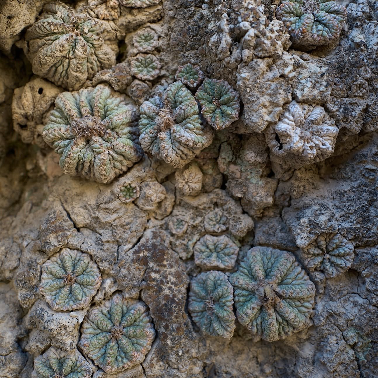Weathered Aztekium ritteri the colour of the surrounding limestone, camouflaged against the cliff face at the Valley of Rayones in Nuevo León.