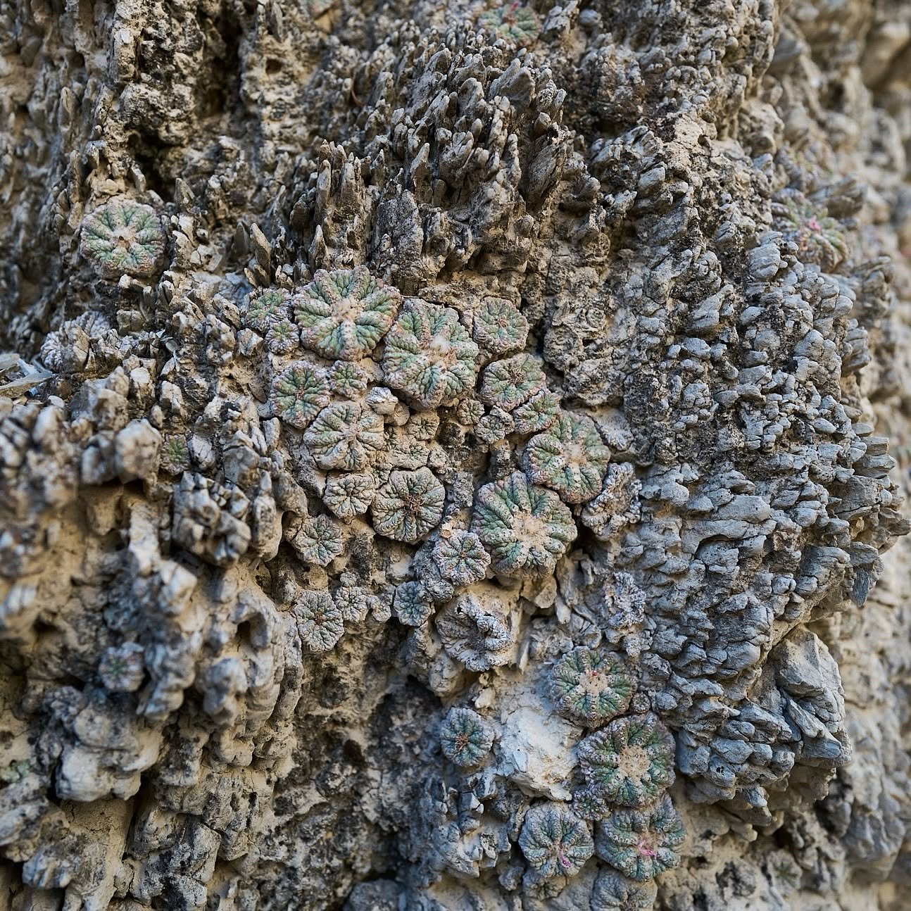 Numerous small Aztekium ritteri set into a steeply pitched gypsum outcrop at Rayones, showing how densely the species can occupy a single rock face.