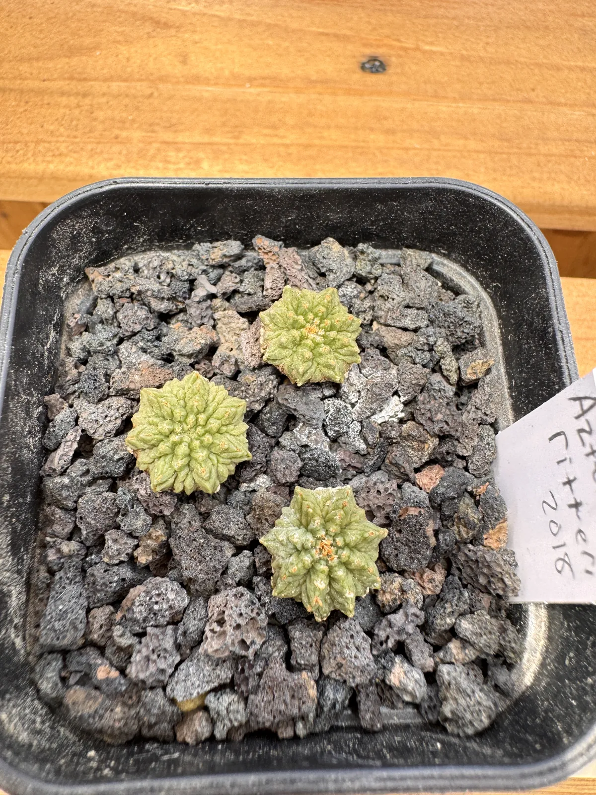 Aztekium ritteri seed grown seedling viewed from above in lava grit