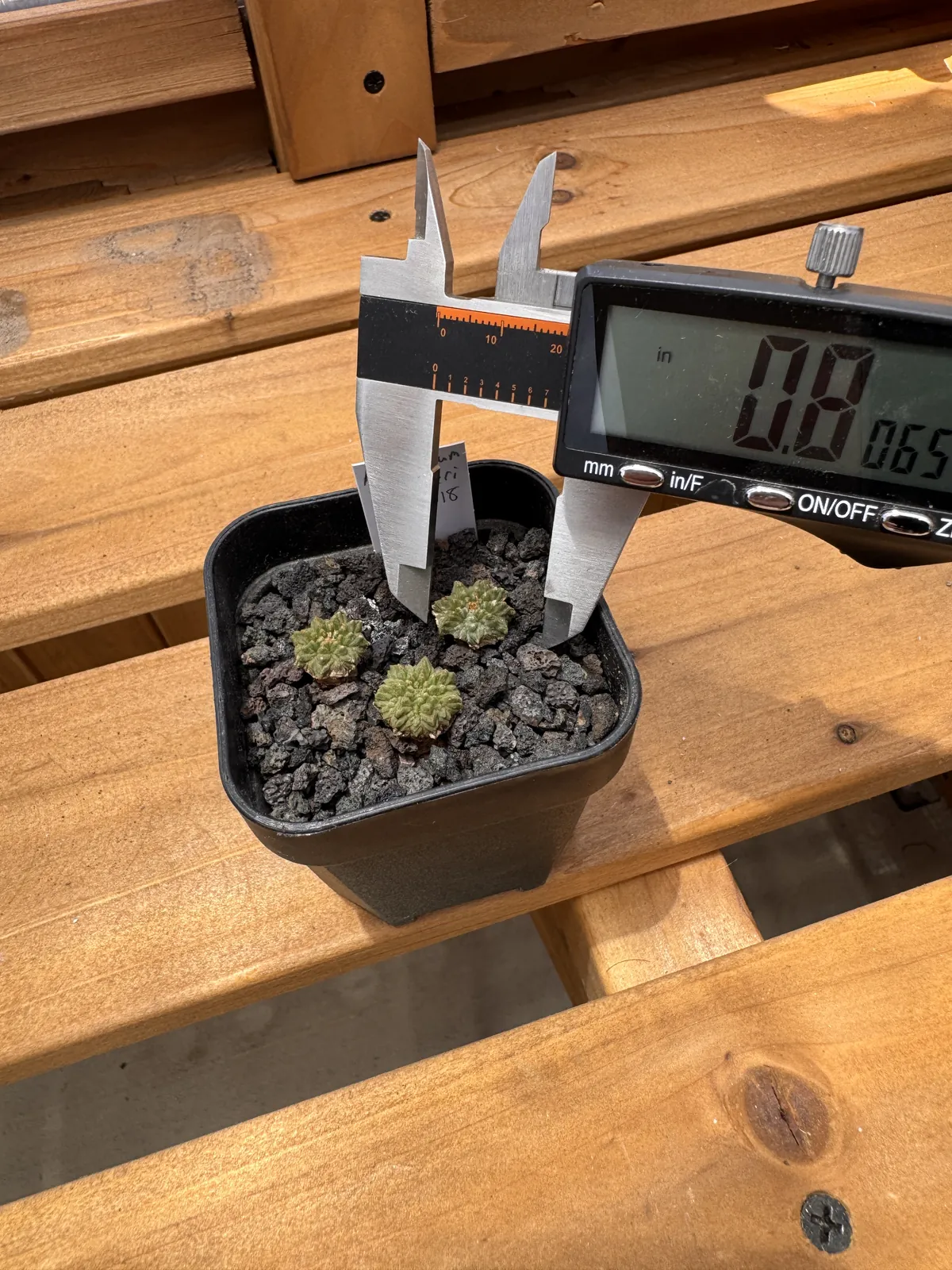 Aztekium ritteri seedling measured at 0.5 inch with digital calipers