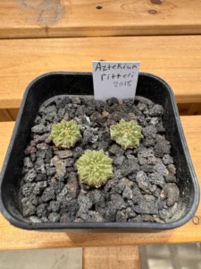 Aztekium ritteri