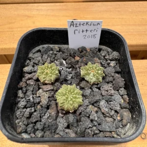 Three seed grown Aztekium ritteri plants in a pot of lava grit