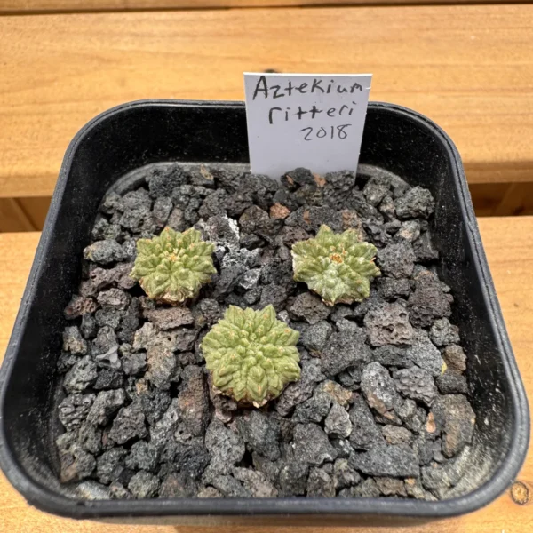 Three seed grown Aztekium ritteri plants in a pot of lava grit