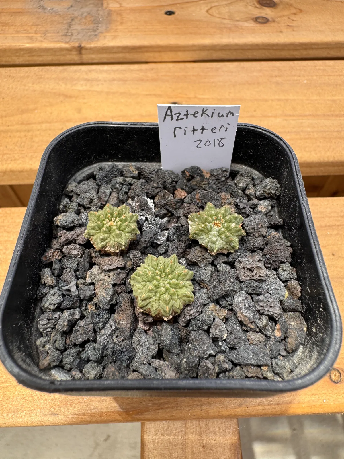 Three seed grown Aztekium ritteri plants in a pot of lava grit