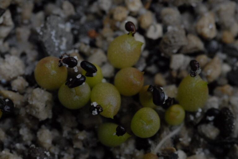 Tiny green cactus seedlings germinating in mineral grit with their black seed coats still attached