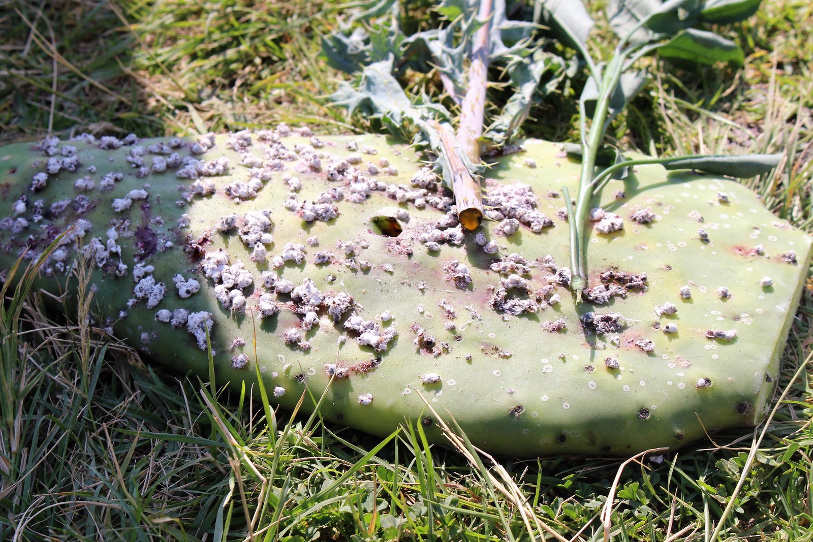 Cactus pests: cochineal scale on a prickly-pear pad A prickly-pear pad encrusted with white woolly cochineal scale, the Dactylopius scale insect that infests Opuntia and crushes deep carmine red