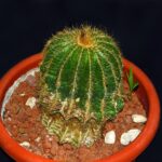 Parodia cactus with a healthy green upper body but yellowed collapsed tissue at the base from overwatering and root rot