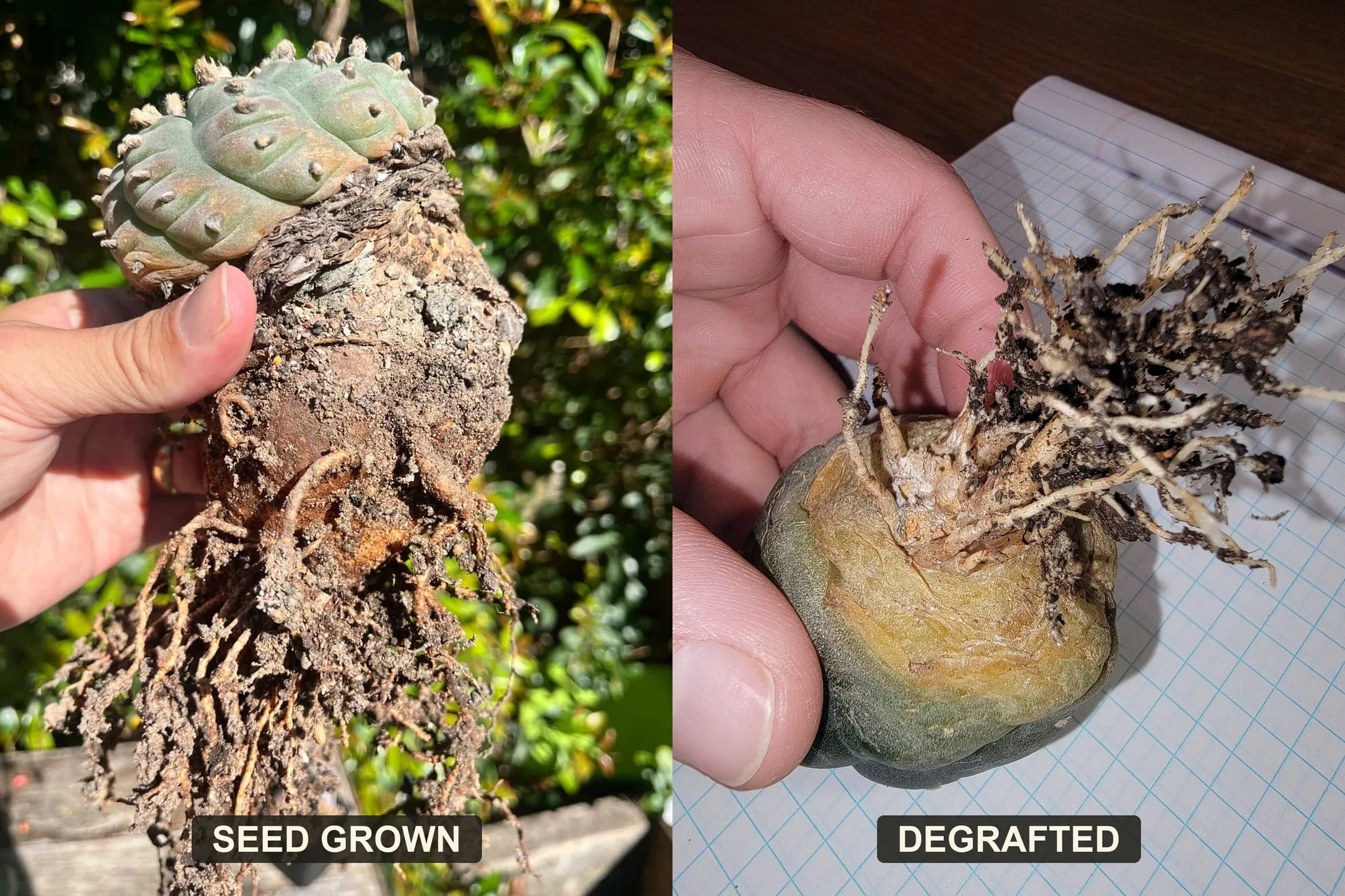 Side-by-side comparison of a seedling Lophophora williamsii on its own roots (left) and a degrafted Lophophora williamsii (right) showing morphological differences in body proportions and tubercle geometry