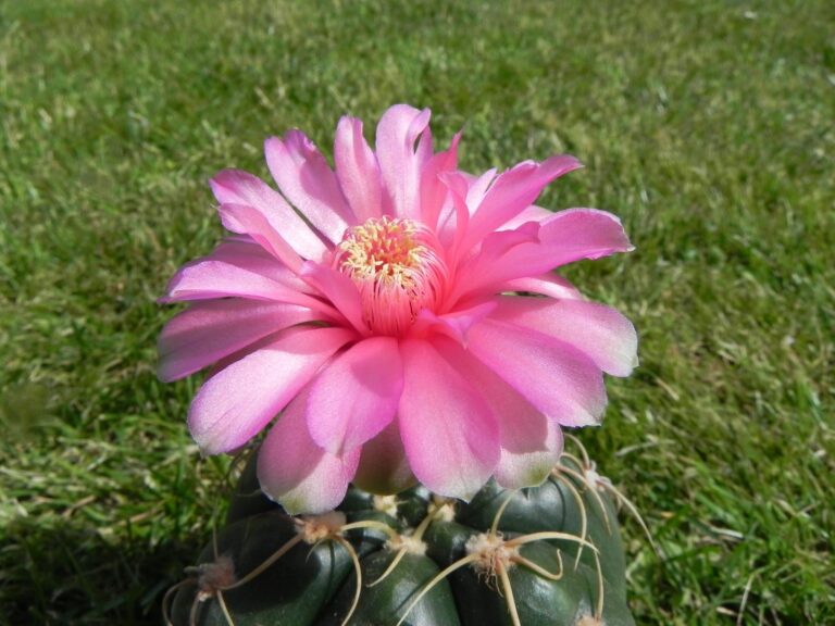 Gymnocalycium Care: Growing the Chin Cactus