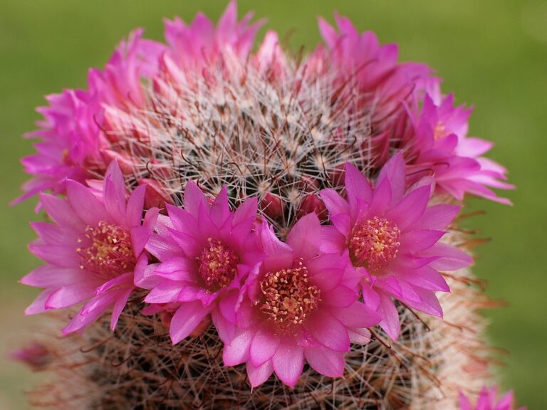 Mammillaria Care: Growing the Pincushion Cactus