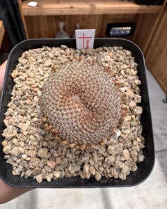Mammillaria crucigera