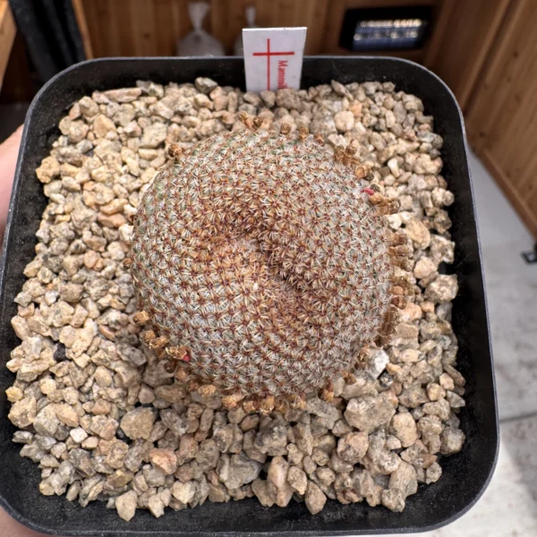 Mammillaria crucigera seed grown specimen viewed from above