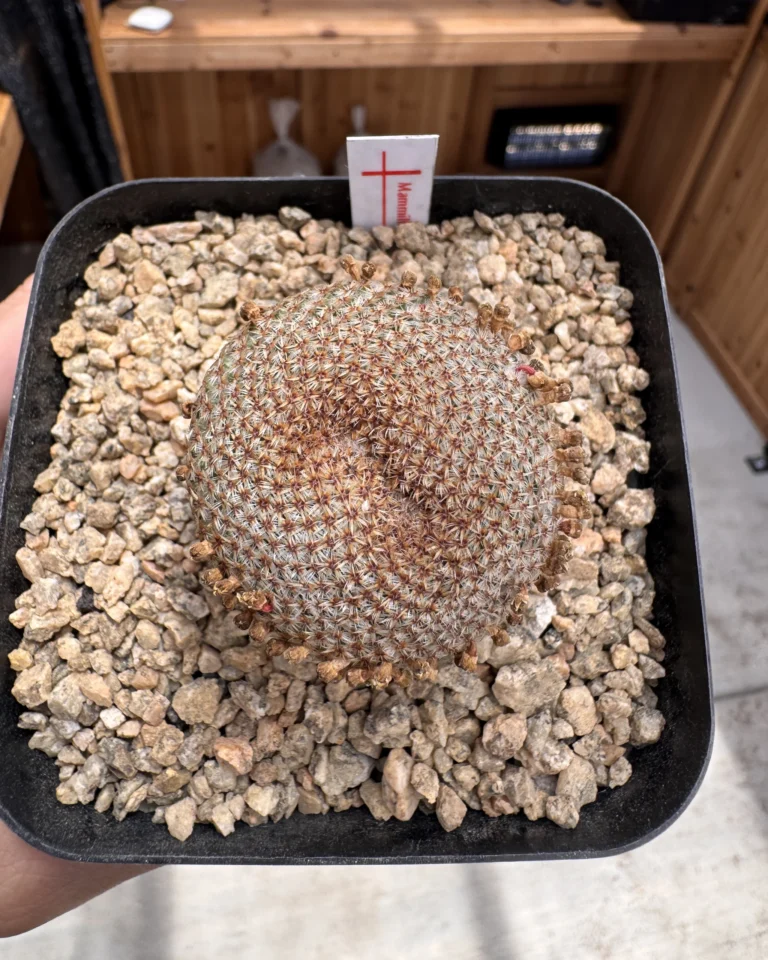 Mammillaria crucigera