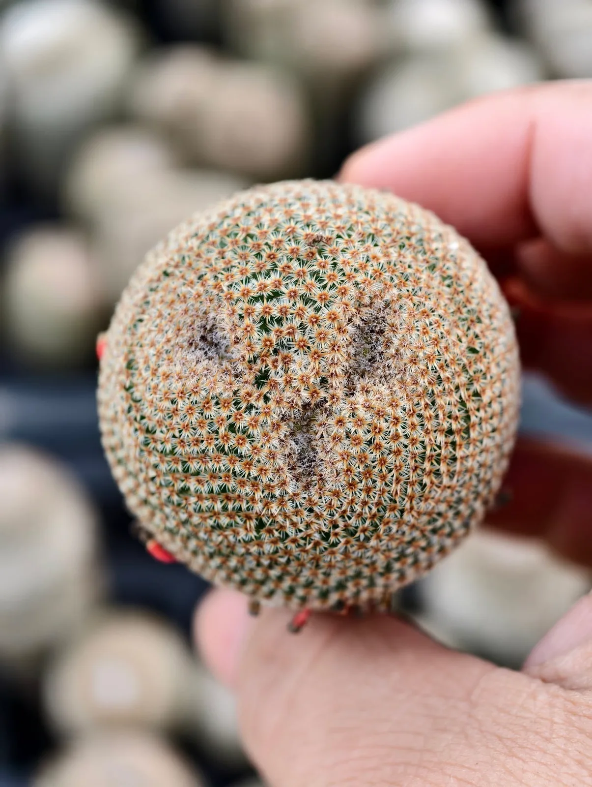 Mammillaria crucigera spine and areole detail Close-up of a single Mammillaria crucigera head showing minute, closely packed tubercles, reddish-brown areoles, a fine net of glassy-white radial spines and the short cruciform central spines, with white wool in the tubercle axils.