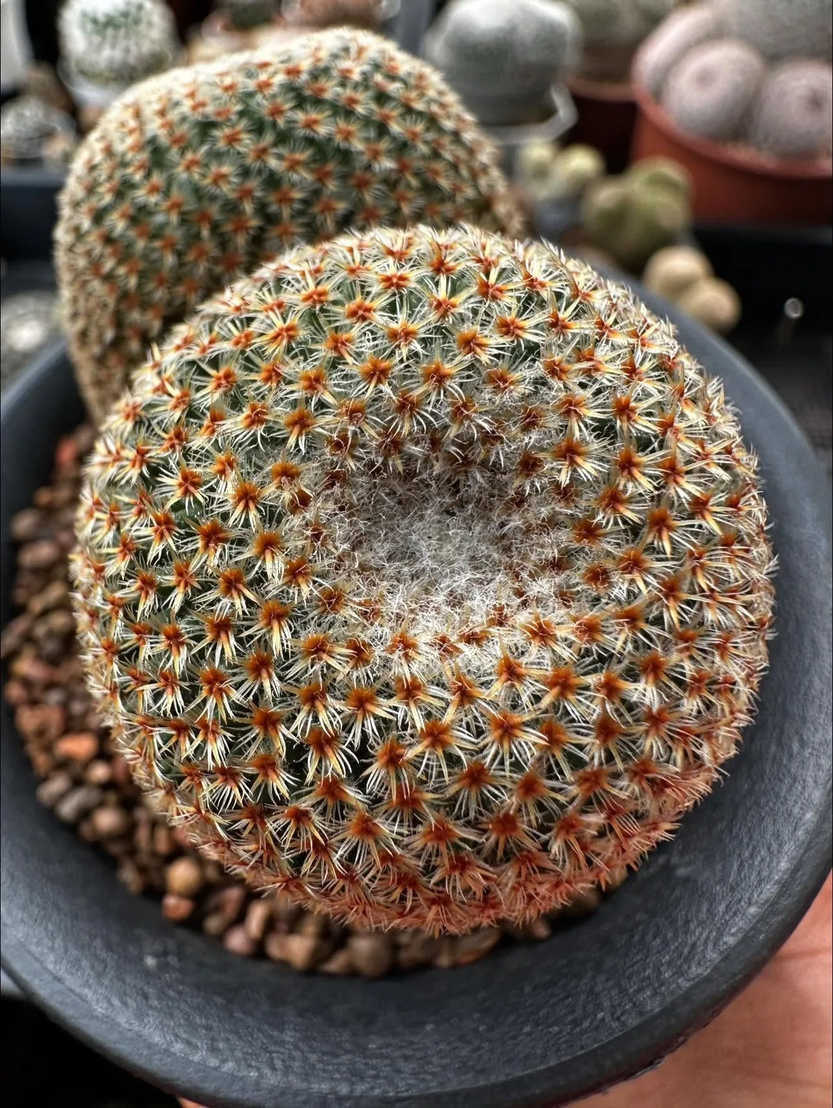 Mammillaria crucigera, seed grown clustered specimen from above Mammillaria crucigera seen from above, two dichotomously forked heads of tiny closely packed tubercles wrapped in a fine glassy-white net of radial spines with reddish-brown areoles and a tuft of white crown wool, a greenhouse specimen.