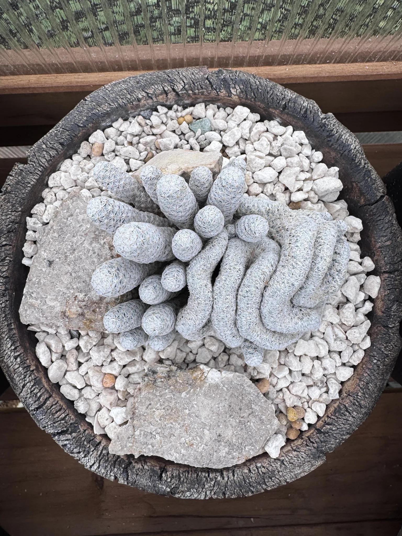 Mammillaria herrerae