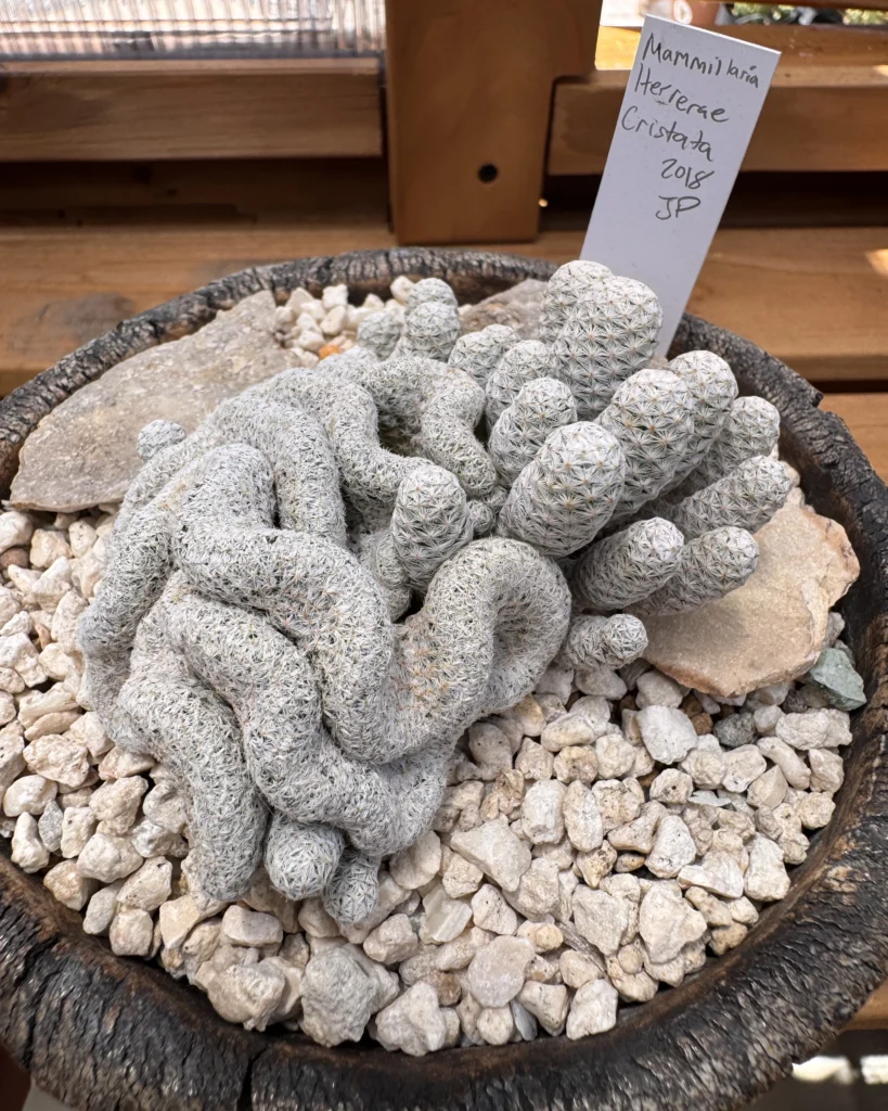 Mammillaria herrerae cristata seed grown crested specimen viewed from above