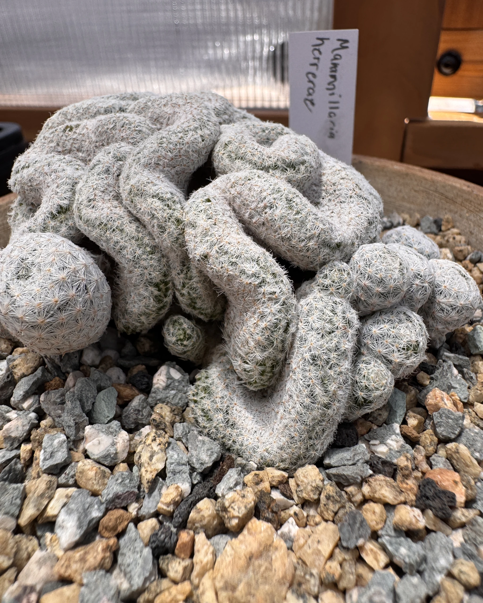 Mammillaria herrerae cristata crested ridges and white spines close up