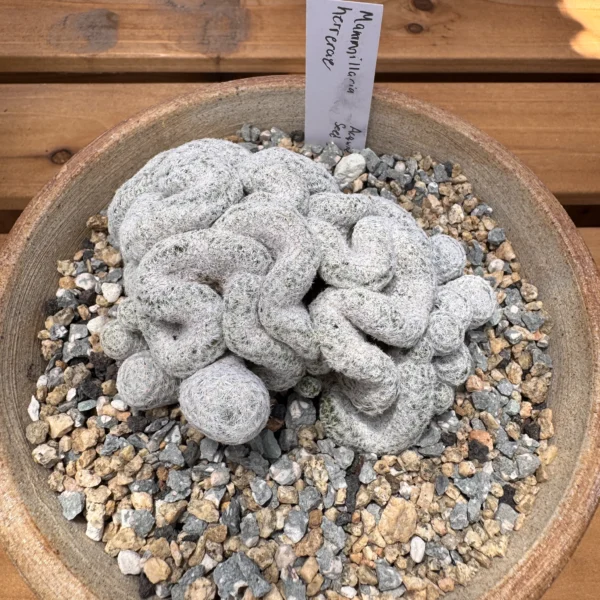 Mammillaria herrerae cristata seed grown crested specimen viewed from above with plant label