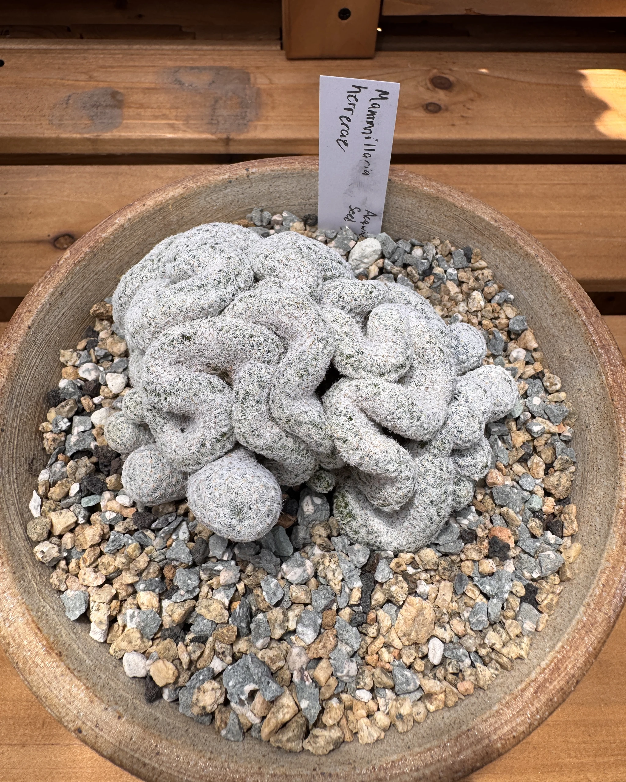 Mammillaria herrerae cristata seed grown crested specimen viewed from above with plant label