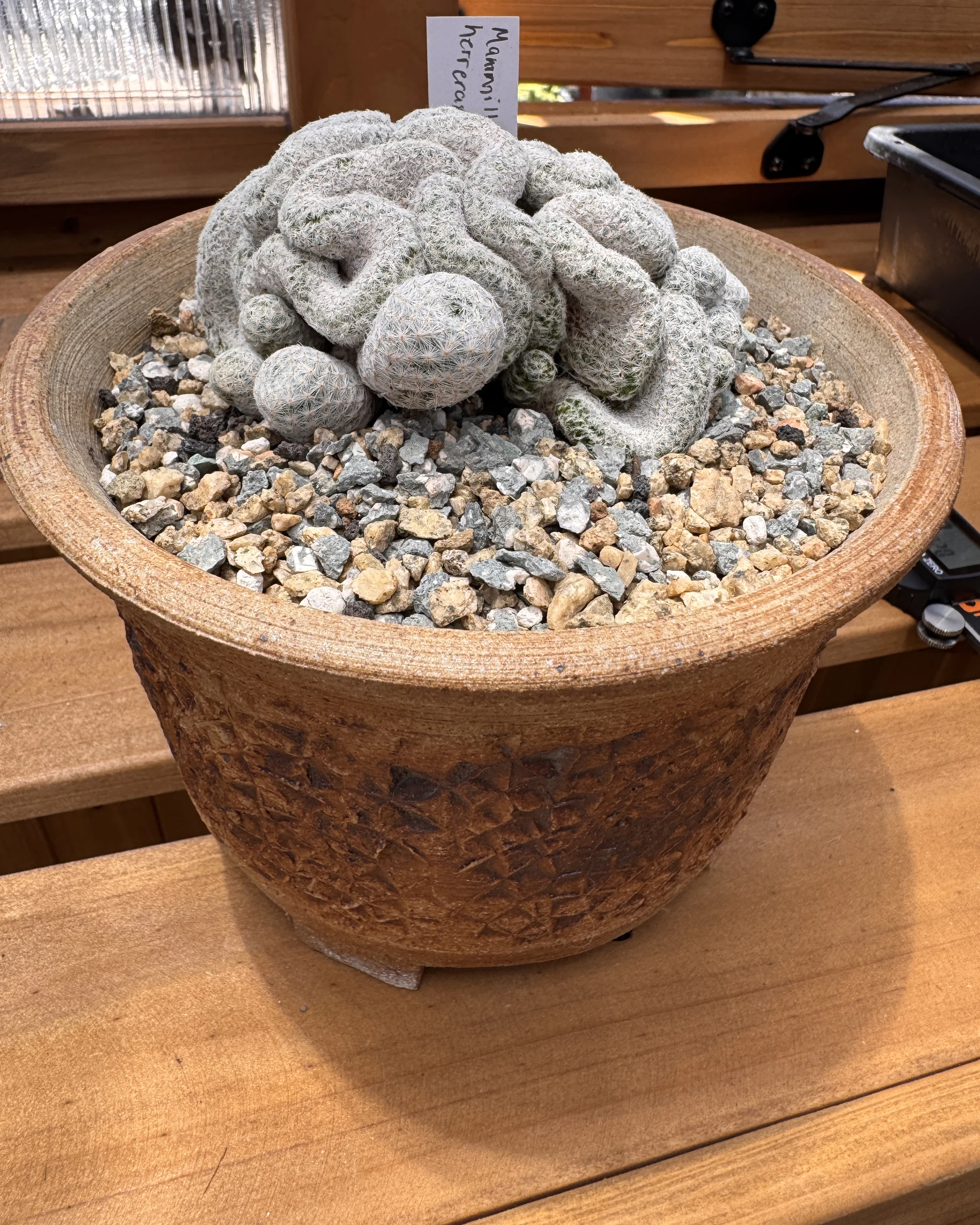 Mammillaria herrerae cristata crested specimen in clay pot side profile