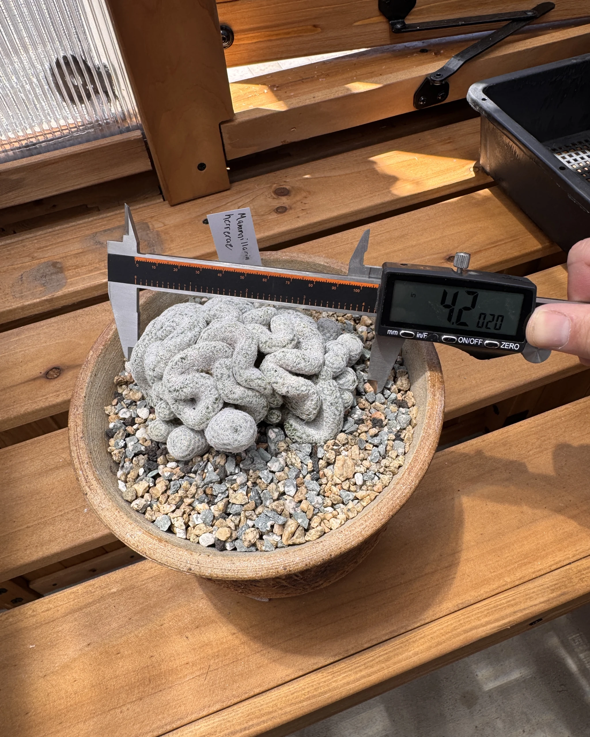 Mammillaria herrerae cristata crested specimen measured with caliper